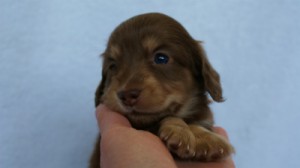 2012.3.4生まれ「エルナの子」チョコ&クリーム 女の子 子犬 2012.3.4生まれ「エルナの子」チョコ&クリーム 女の子 子犬