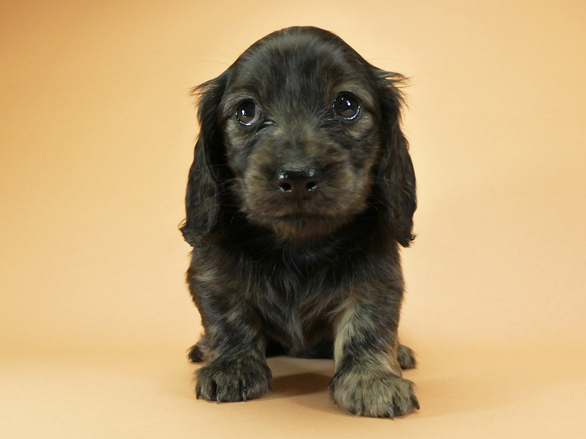 カニンヘンダックスフンド ロングヘアード プレ.yu & オスカルの子犬 クリームブリンドル 女の子