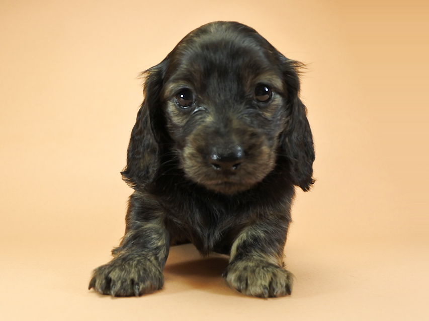 カニンヘンダックスフンド ロングヘアード プレ.yu & オスカルの子犬 クリームブリンドル 女の子