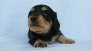 2012.3.5生まれ「さくらの子」ブラック＆クリーム　男の子