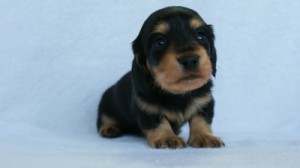 2012.3.5生まれ「さくらの子」ブラック＆クリーム　男の子