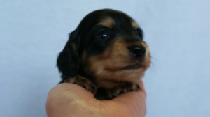 2012.3.5生まれ「さくらの子」ブラック＆クリーム　男の子　子犬