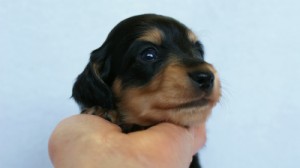 2012.3.5生まれ「さくらの子」ブラック＆クリーム　男の子　子犬