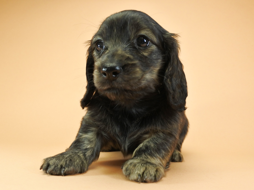 カニンヘンダックスフンド ロングヘアード プレ.yu & オスカルの子犬 クリームブリンドル 女の子