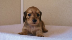 2012.3.11生まれ「ユジンの子」シューデットクリーム　子犬　男の子