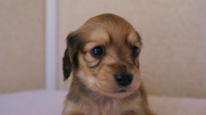 2012.3.11生まれ「ユジンの子」シューデットクリーム　子犬　男の子