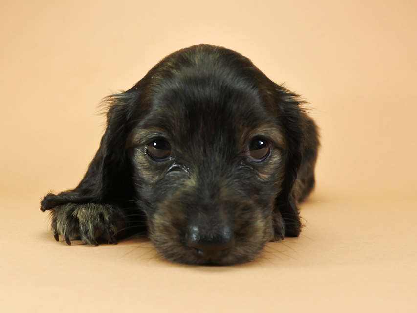 カニンヘンダックスフンド ロングヘアード プレ.yu & オスカルの子犬 クリームブリンドル 女の子