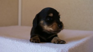 2012.3.11生まれ「ユジンの子」ブラック&クリーム　子犬　男の子　
