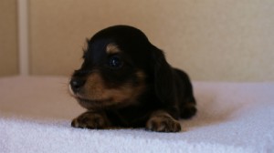 2012.3.11生まれ「ユジンの子」ブラック&クリーム　子犬　男の子　