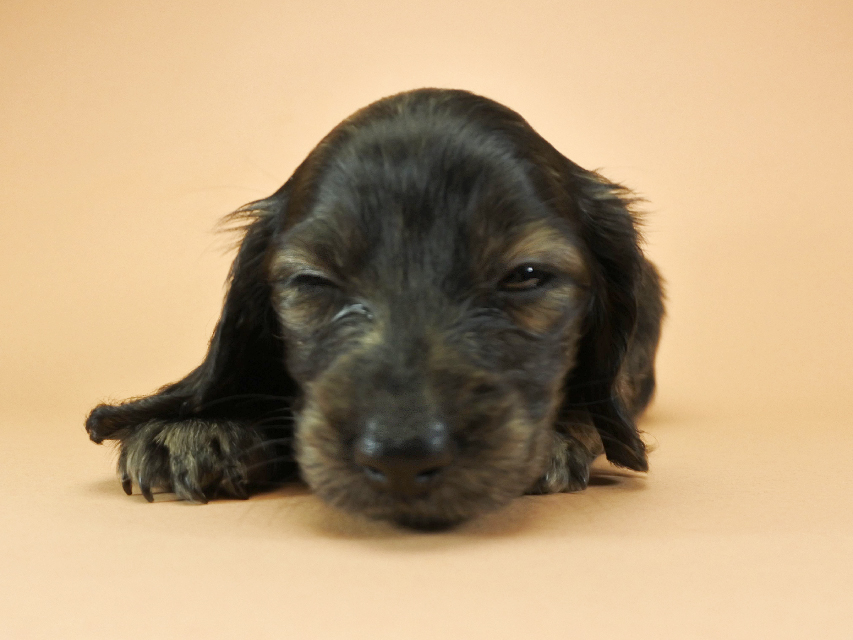 カニンヘンダックスフンド ロングヘアード プレ.yu & オスカルの子犬 クリームブリンドル 女の子