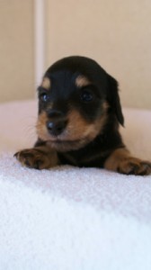 2012.3.11生まれ「ユジンの子」ブラック&クリーム　子犬　男の子　