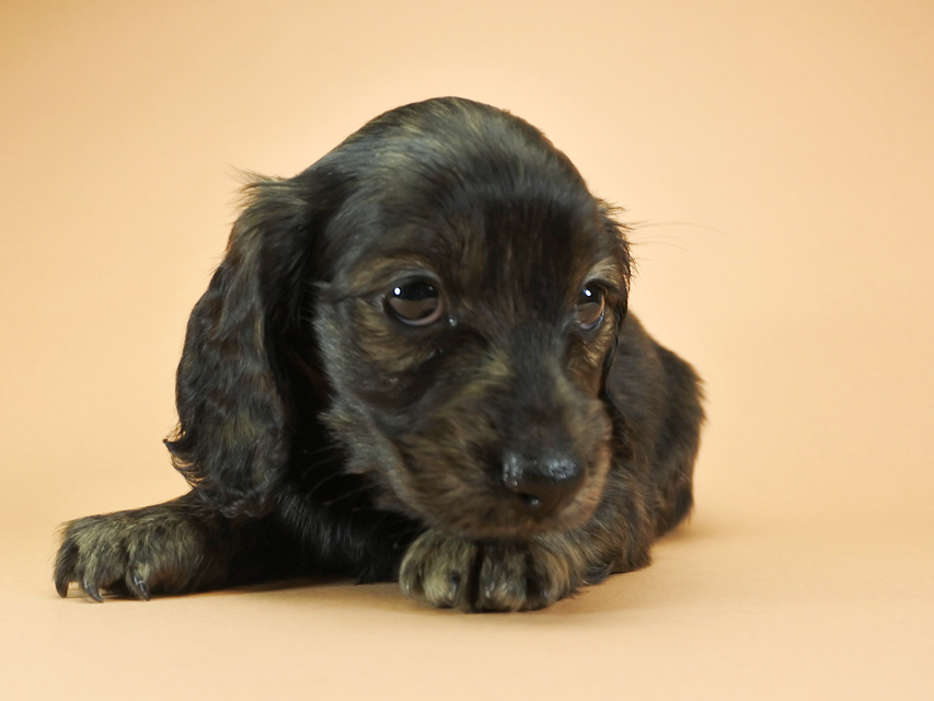 カニンヘンダックスフンド ロングヘアード プレ.yu & オスカルの子犬 クリームブリンドル 女の子