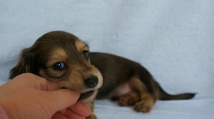 2012.2.29生まれ「ハナビの子」 シューデットクリーム男の子 