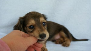 2012.2.29生まれ「ハナビの子」 シューデットクリーム男の子 