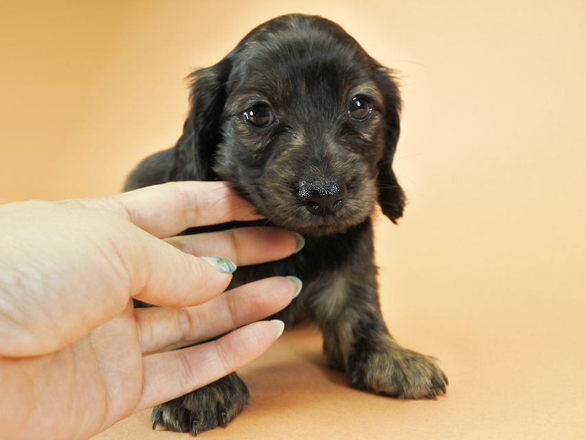 カニンヘンダックスフンド ロングヘアード プレ.yu & オスカルの子犬 クリームブリンドル 女の子