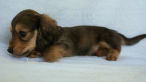 2012.2.29生まれ「ハナビの子」 シューデットクリーム男の子 