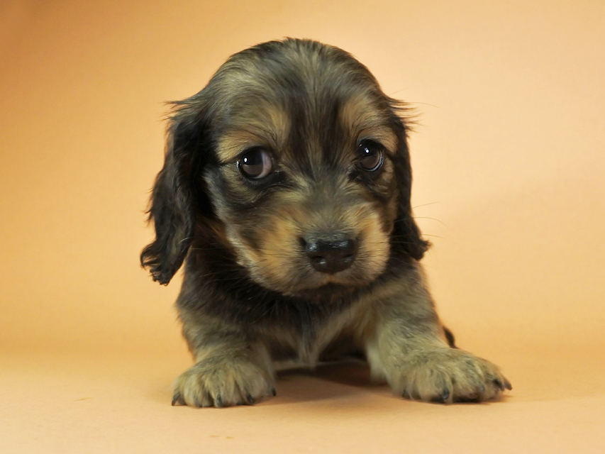カニンヘンダックスフンド ロングヘアード プレ.yu & オスカルの子犬 クリーム 女の子