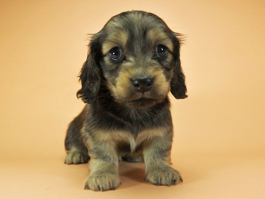カニンヘンダックスフンド ロングヘアード プレ.yu & オスカルの子犬 クリーム 女の子