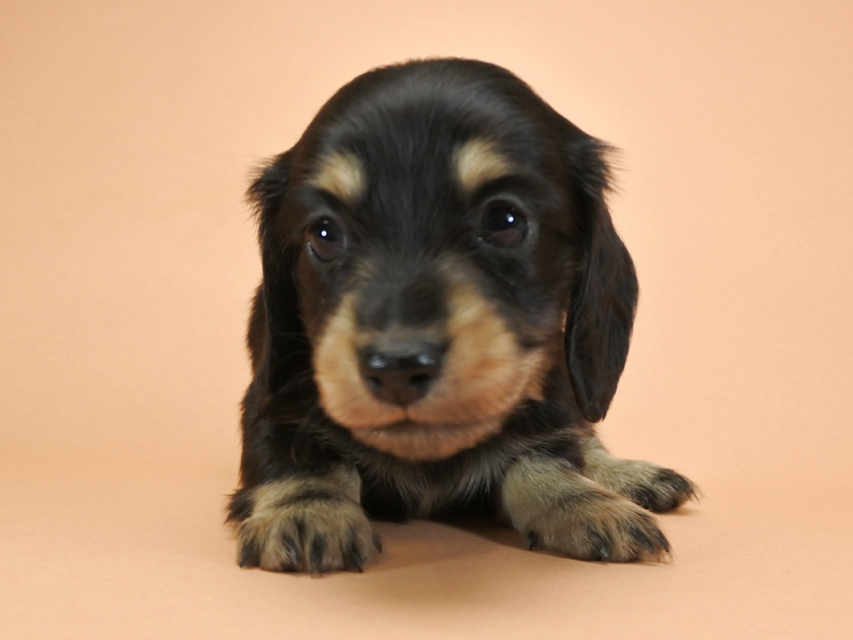カニンヘンダックスフンド ロングヘアード ティアラ & オスカルの子犬 ブラッククリーム 男の子