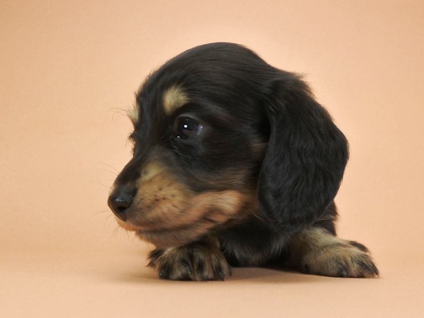 カニンヘンダックスフンド ロングヘアード ティアラ & オスカルの子犬 ブラッククリーム 男の子