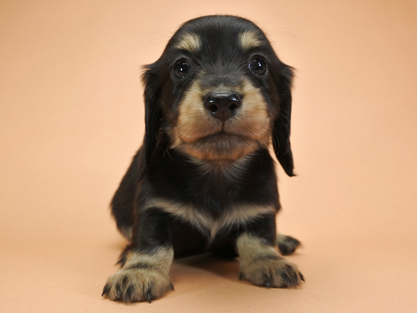 カニンヘンダックスフンド ロングヘアード ティアラ & オスカルの子犬 ブラッククリーム 男の子