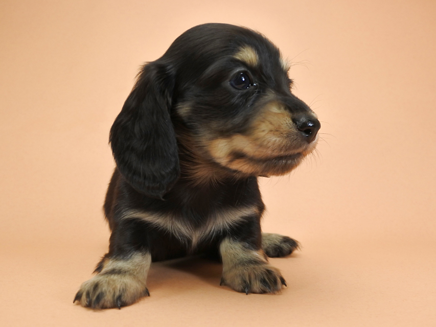 カニンヘンダックスフンド ロングヘアード ティアラ & オスカルの子犬 ブラッククリーム 男の子