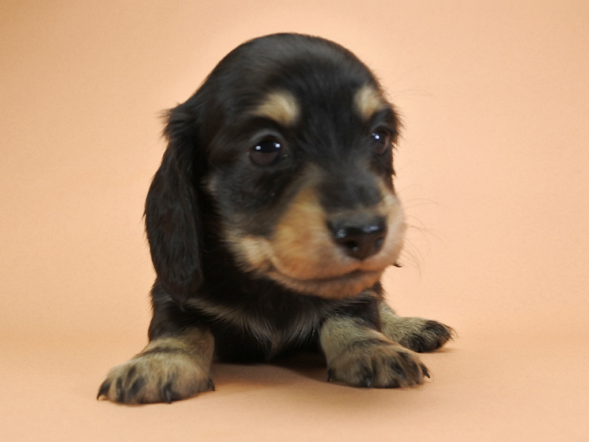 カニンヘンダックスフンド ロングヘアード ティアラ & オスカルの子犬 ブラッククリーム 男の子