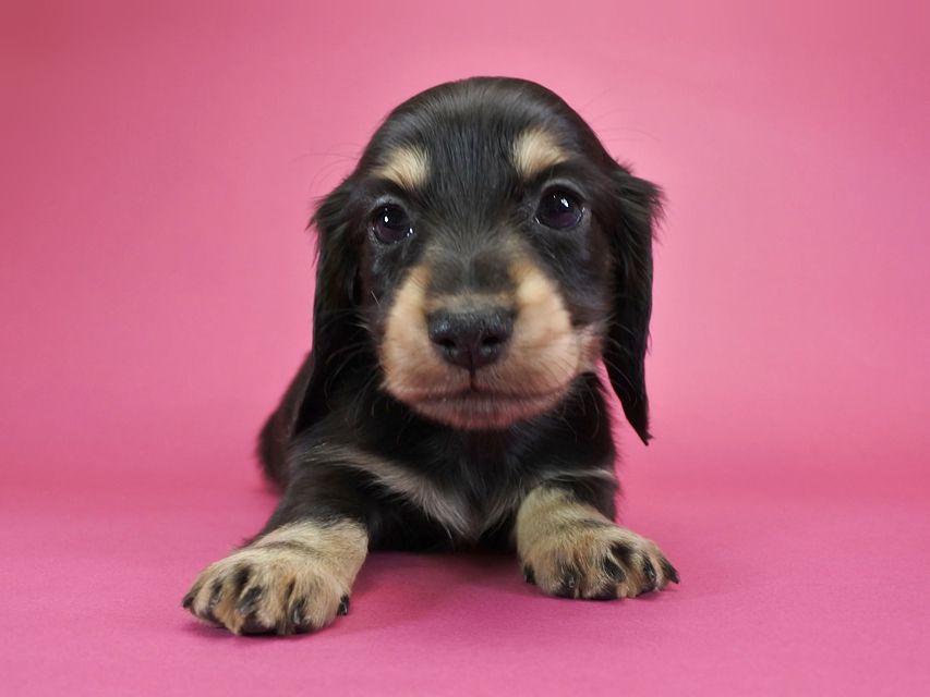 カニンヘンダックスフンド ロングヘアード ティアラ & オスカルの子犬 ブラッククリーム 男の子_DSC1058 カニンヘンダックスフンド ロングヘアード ティアラ & オスカルの子犬 ブラッククリーム 男の子