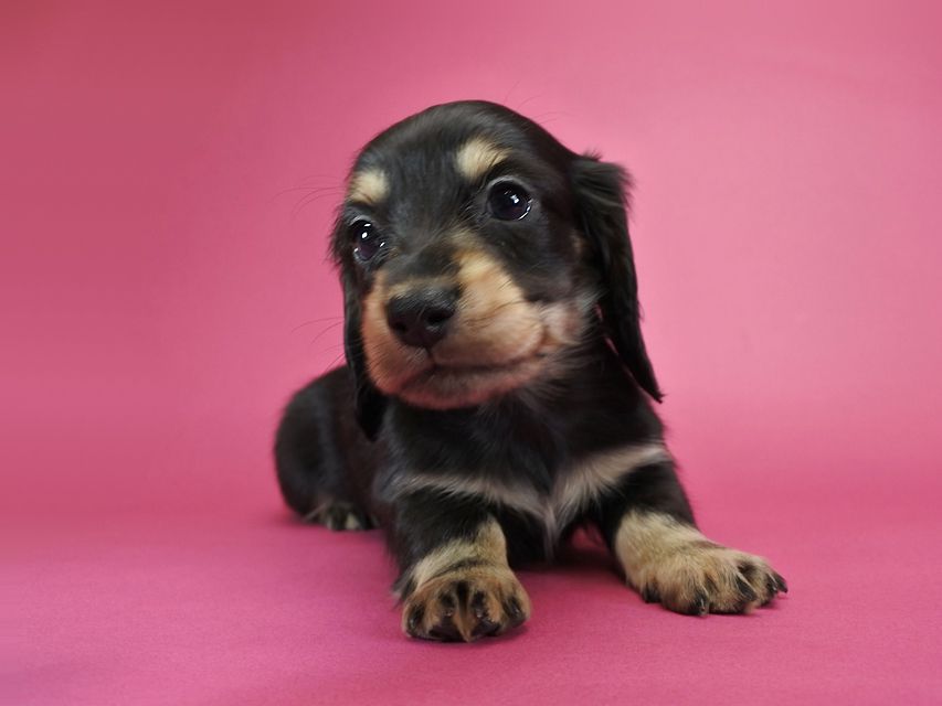 カニンヘンダックスフンド ロングヘアード ティアラ & オスカルの子犬 ブラッククリーム 男の子_DSC1060 カニンヘンダックスフンド ロングヘアード ティアラ & オスカルの子犬 ブラッククリーム 男の子