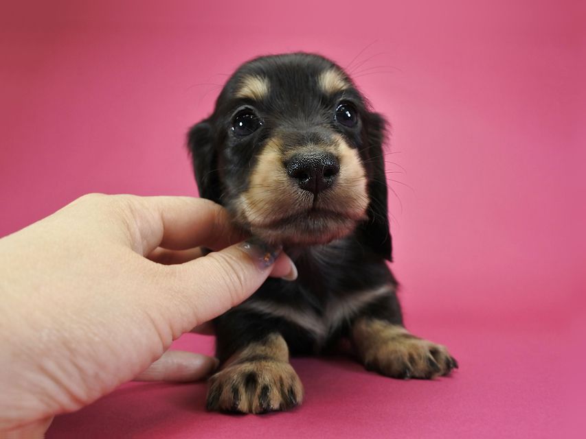 カニンヘンダックスフンド ロングヘアード ティアラ & オスカルの子犬 ブラッククリーム 男の子_DSC1063 カニンヘンダックスフンド ロングヘアード ティアラ & オスカルの子犬 ブラッククリーム 男の子
