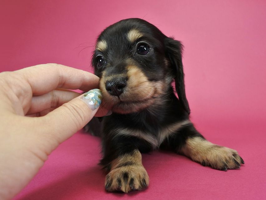 カニンヘンダックスフンド ロングヘアード ティアラ & オスカルの子犬 ブラッククリーム 男の子_DSC1067 カニンヘンダックスフンド ロングヘアード ティアラ & オスカルの子犬 ブラッククリーム 男の子