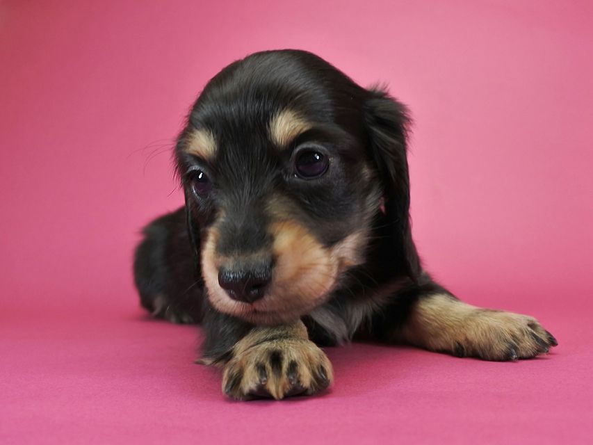 カニンヘンダックスフンド ロングヘアード ティアラ & オスカルの子犬 ブラッククリーム 男の子_DSC1068 カニンヘンダックスフンド ロングヘアード ティアラ & オスカルの子犬 ブラッククリーム 男の子