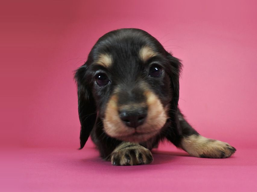 カニンヘンダックスフンド ロングヘアード ティアラ & オスカルの子犬 ブラッククリーム 男の子_DSC1070 カニンヘンダックスフンド ロングヘアード ティアラ & オスカルの子犬 ブラッククリーム 男の子