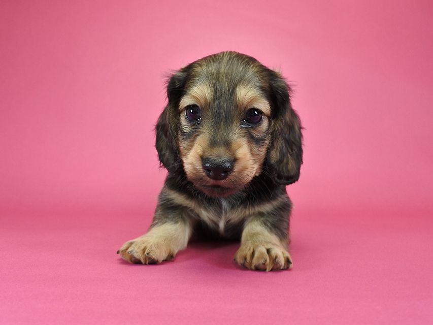カニンヘンダックスフンド ロングヘアード ティアラ & オスカルの子犬 シェーデットクリーム 男の子
