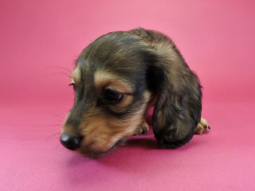 カニンヘンダックスフンド ロングヘアード ティアラ & オスカルの子犬 シェーデットクリーム 男の子