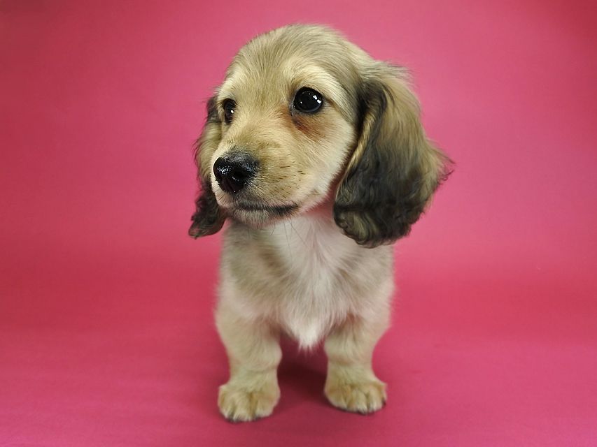 カニンヘンダックスフンド ロングヘアード アン.2 & オスカルの子犬 シェーデットクリーム 男の子（1）