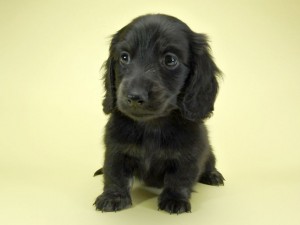 ダックスフンド カニンヘン プレ.yuの子犬 ブラッククリームブリンドル 男の子