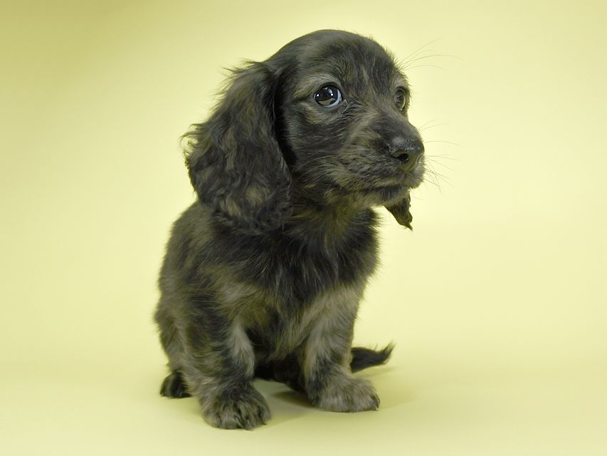 カニンヘンダックスフンド ロングヘアード プレ.yu & オスカルの子犬 クリームブリンドル 女の子