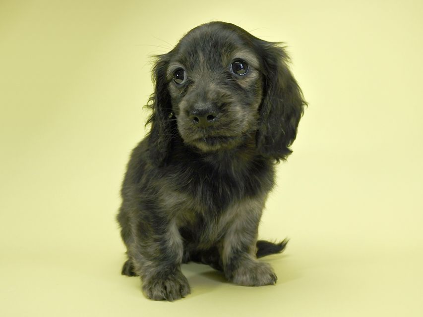 カニンヘンダックスフンド ロングヘアード プレ.yu & オスカルの子犬 クリームブリンドル 女の子