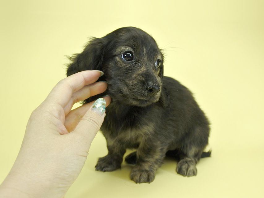 カニンヘンダックスフンド ロングヘアード プレ.yu & オスカルの子犬 クリームブリンドル 女の子