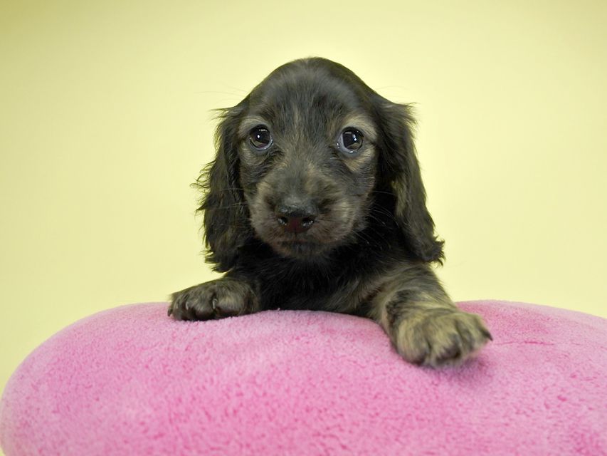カニンヘンダックスフンド ロングヘアード プレ.yu & オスカルの子犬 クリームブリンドル 女の子