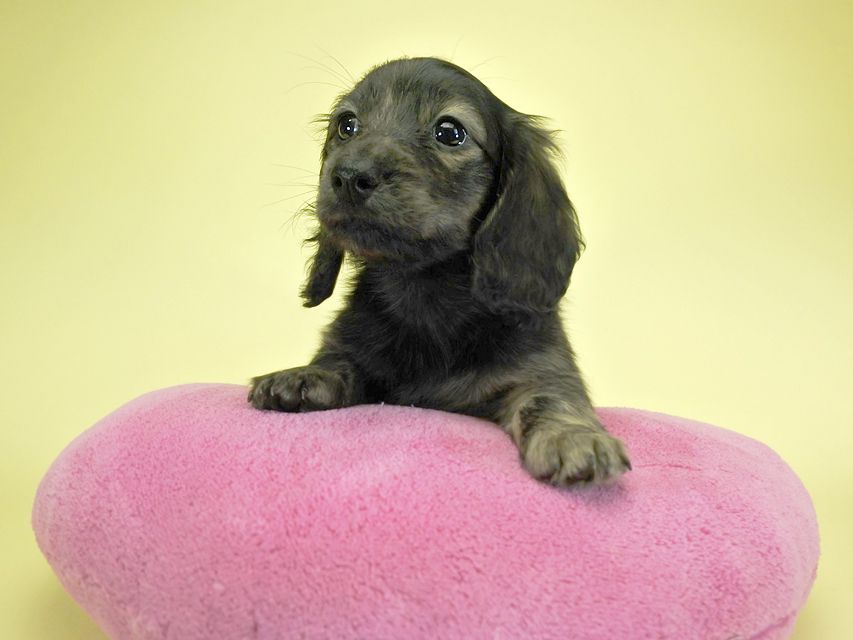 カニンヘンダックスフンド ロングヘアード プレ.yu & オスカルの子犬 クリームブリンドル 女の子