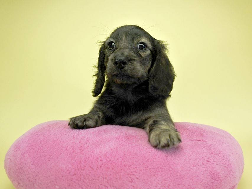 カニンヘンダックスフンド ロングヘアード プレ.yu & オスカルの子犬 クリームブリンドル 女の子