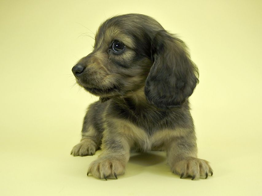 カニンヘンダックスフンド ロングヘアード プレ.yu & オスカルの子犬 クリーム 女の子_DSC1657 カニンヘンダックスフンド ロングヘアード プレ.yu & オスカルの子犬 クリーム 女の子