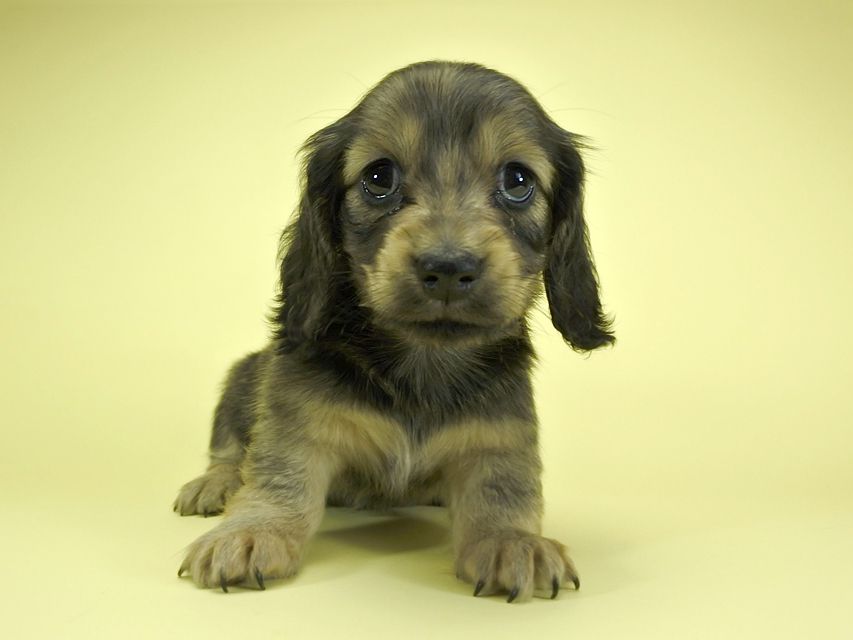 カニンヘンダックスフンド ロングヘアード プレ.yu & オスカルの子犬 クリーム 女の子_DSC1659 カニンヘンダックスフンド ロングヘアード プレ.yu & オスカルの子犬 クリーム 女の子