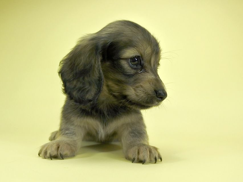 カニンヘンダックスフンド ロングヘアード プレ.yu & オスカルの子犬 クリーム 女の子_DSC1661 カニンヘンダックスフンド ロングヘアード プレ.yu & オスカルの子犬 クリーム 女の子