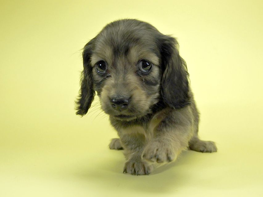 カニンヘンダックスフンド ロングヘアード プレ.yu & オスカルの子犬 クリーム 女の子_DSC1662 カニンヘンダックスフンド ロングヘアード プレ.yu & オスカルの子犬 クリーム 女の子
