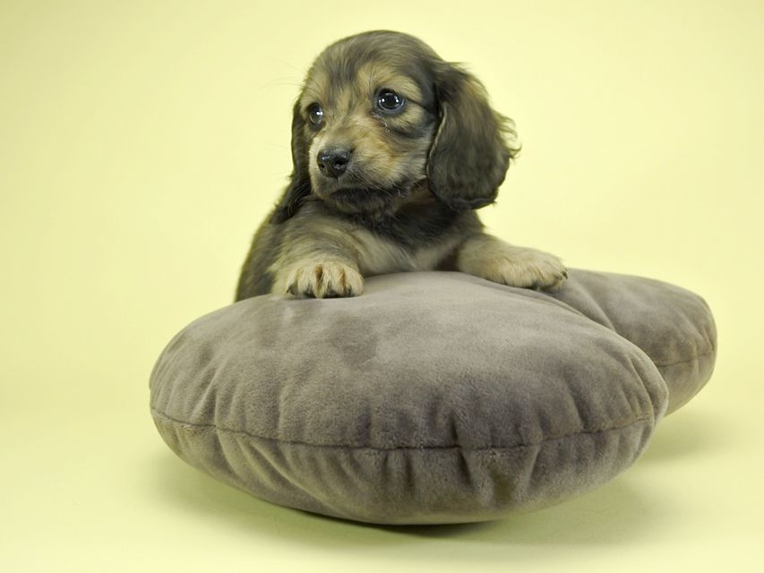 カニンヘンダックスフンド ロングヘアード プレ.yu & オスカルの子犬 クリーム 女の子_DSC1666 カニンヘンダックスフンド ロングヘアード プレ.yu & オスカルの子犬 クリーム 女の子