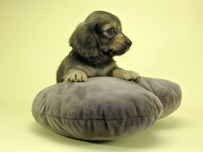 カニンヘンダックスフンド ロングヘアード プレ.yu & オスカルの子犬 クリーム 女の子_DSC1670 カニンヘンダックスフンド ロングヘアード プレ.yu & オスカルの子犬 クリーム 女の子