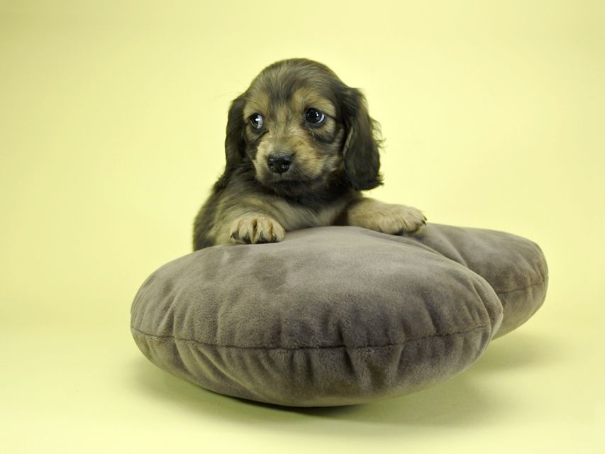 カニンヘンダックスフンド ロングヘアード プレ.yu & オスカルの子犬 クリーム 女の子_DSC1672 カニンヘンダックスフンド ロングヘアード プレ.yu & オスカルの子犬 クリーム 女の子